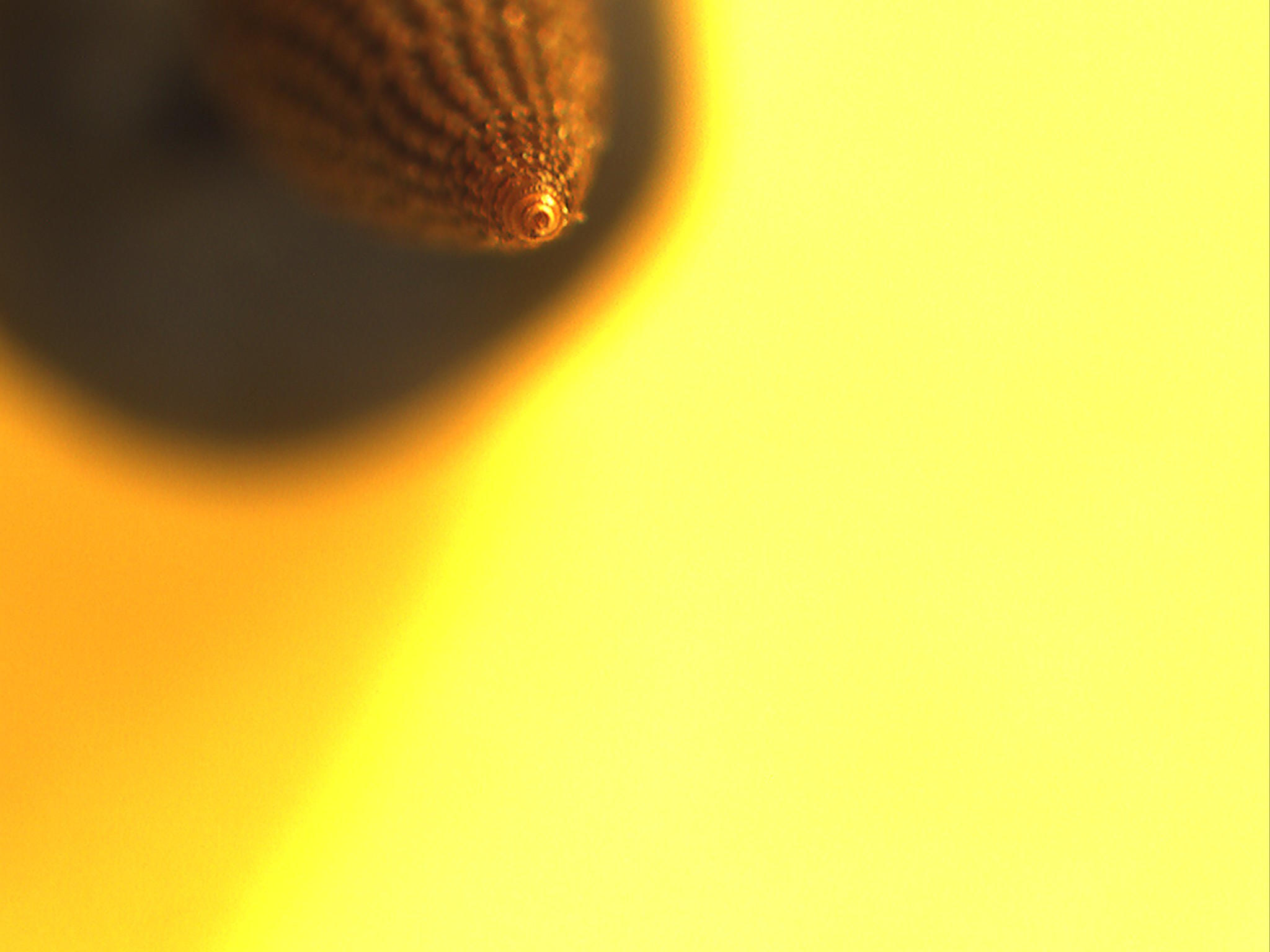 Triphorinae da identificare